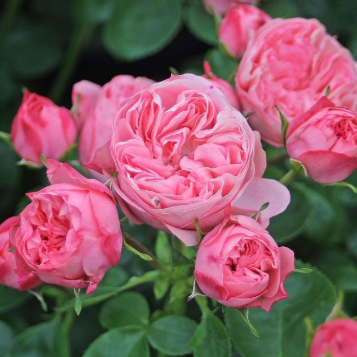 CANDY ROCOCO®